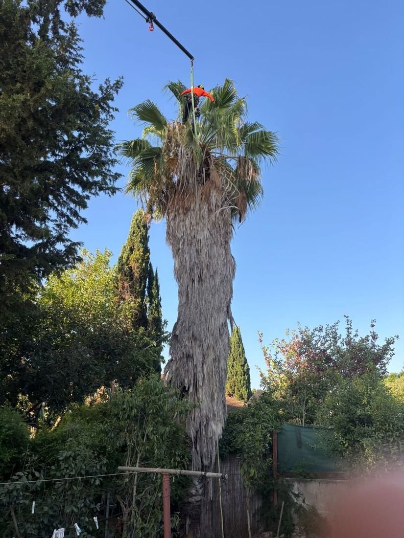 מטפס בצמרת דקל וושינגטוניה