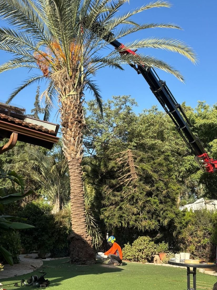 מנוף ליד דקל גבוה ועובד בגינה