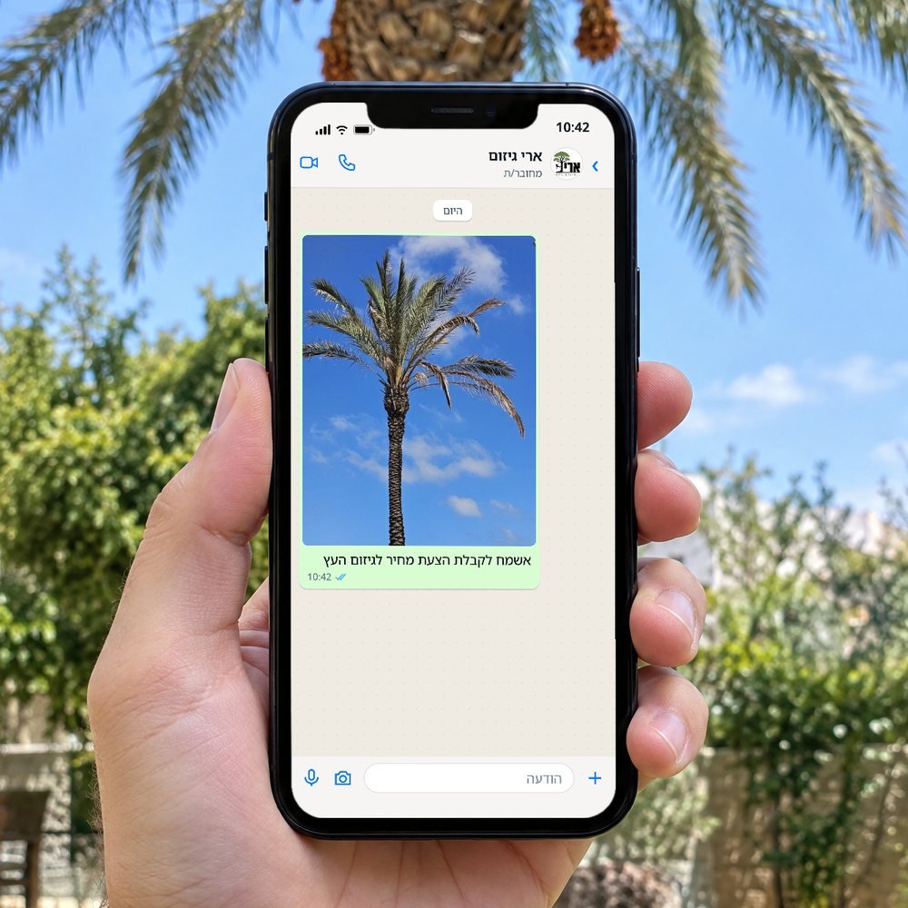 יד מחזיקה טלפון עם שיחת וואטסאפ עם ארי גיזום: תמונה של דקל והודעה, אשמח לקבלת הצעת מחיר לגיזום העץ